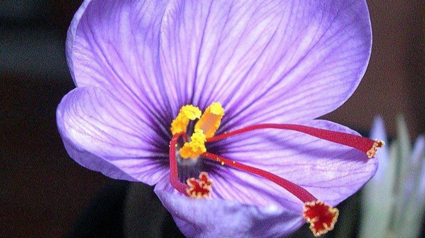 La Magia de las Plantas, con Diego Rivera. La temporada del Azafrán