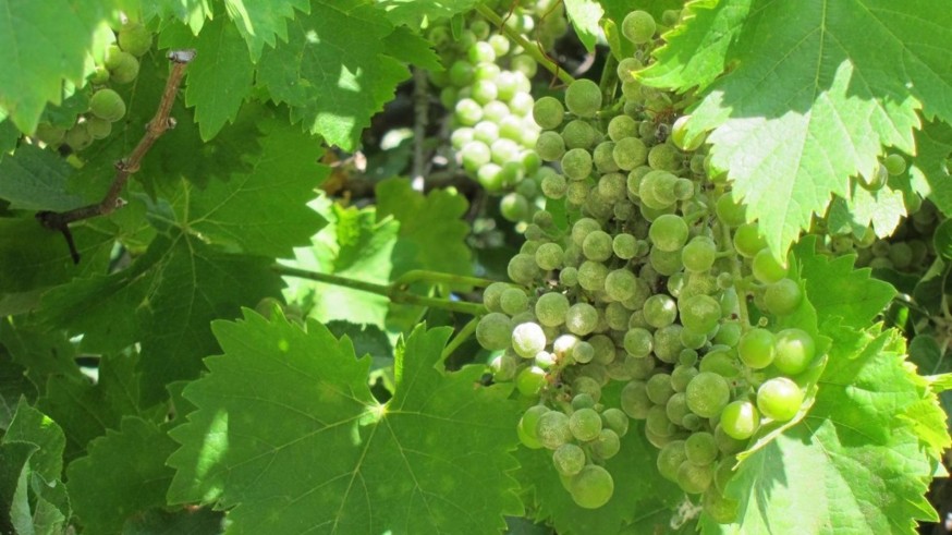 La entrada de uva en Mercamurcia superará las 300 toneladas en diciembre, un 3% más que en 2021
