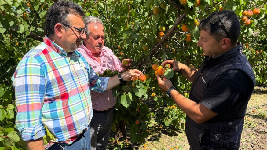 El granizo golpea Cieza en plena campaña de la fruta de hueso
