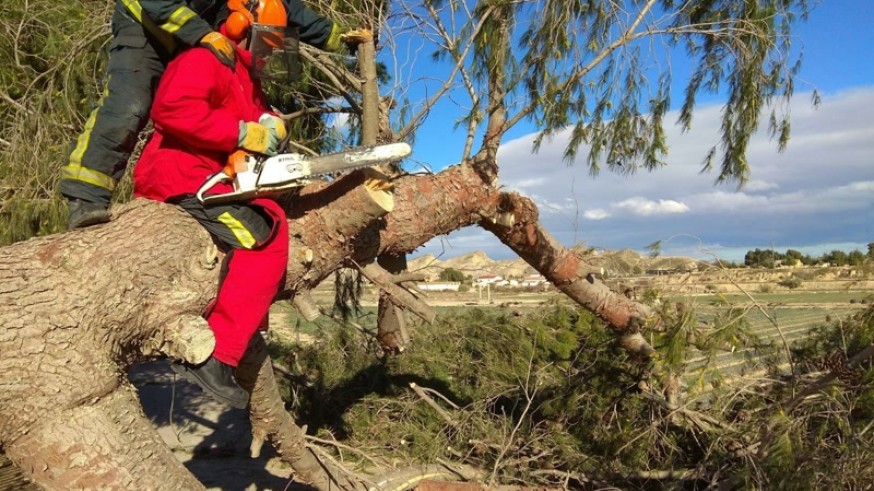 Los bomberos procedieron a talar el árbol para retirarlo de la calzada