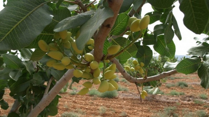 El pistacho se consolida como el "oro verde" de la Región de Murcia frente al cambio climático