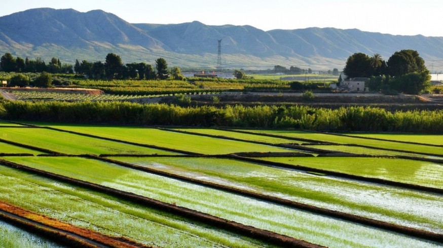 Los arroceros de Calasparra niegan irregularidades por la contaminación del Segura