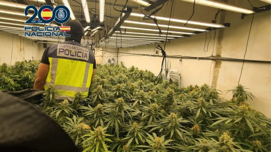 Detenidos cuatro hombres en Cartagena por varias plantaciones de marihuana