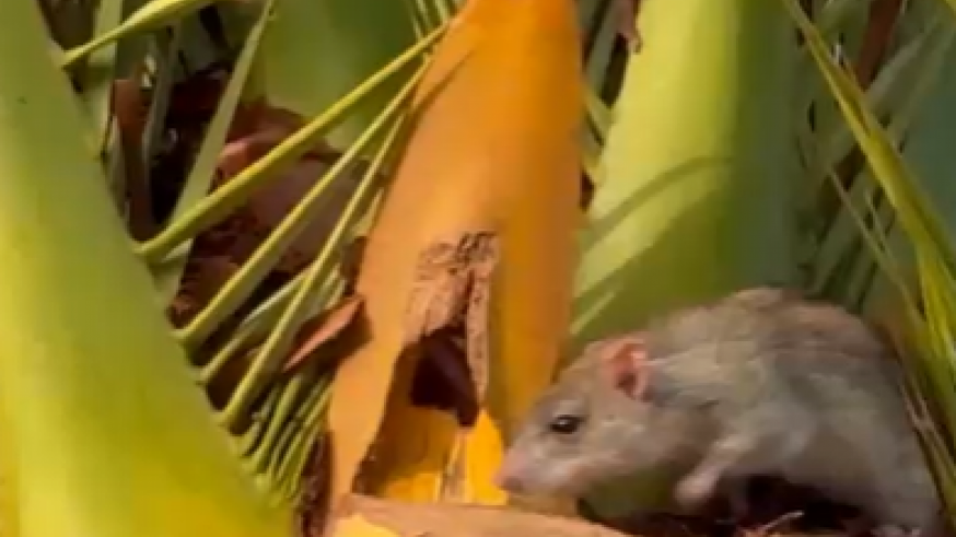 Los vecinos de la Torre de la Horadada denuncian  una plaga de ratas 