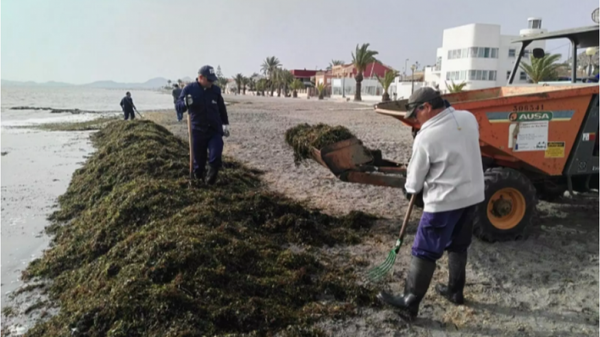 Las algas retiradas del Mar Menor van a parar al compostaje, pistas de instalaciones hípicas y vertederos