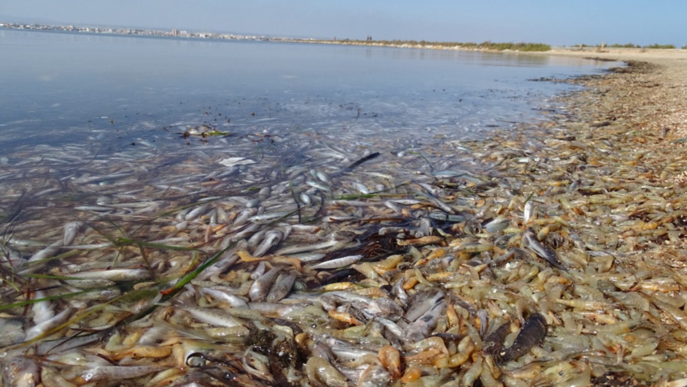 Episodio de mortandad de peces en el Mar Menor el pasado octubre