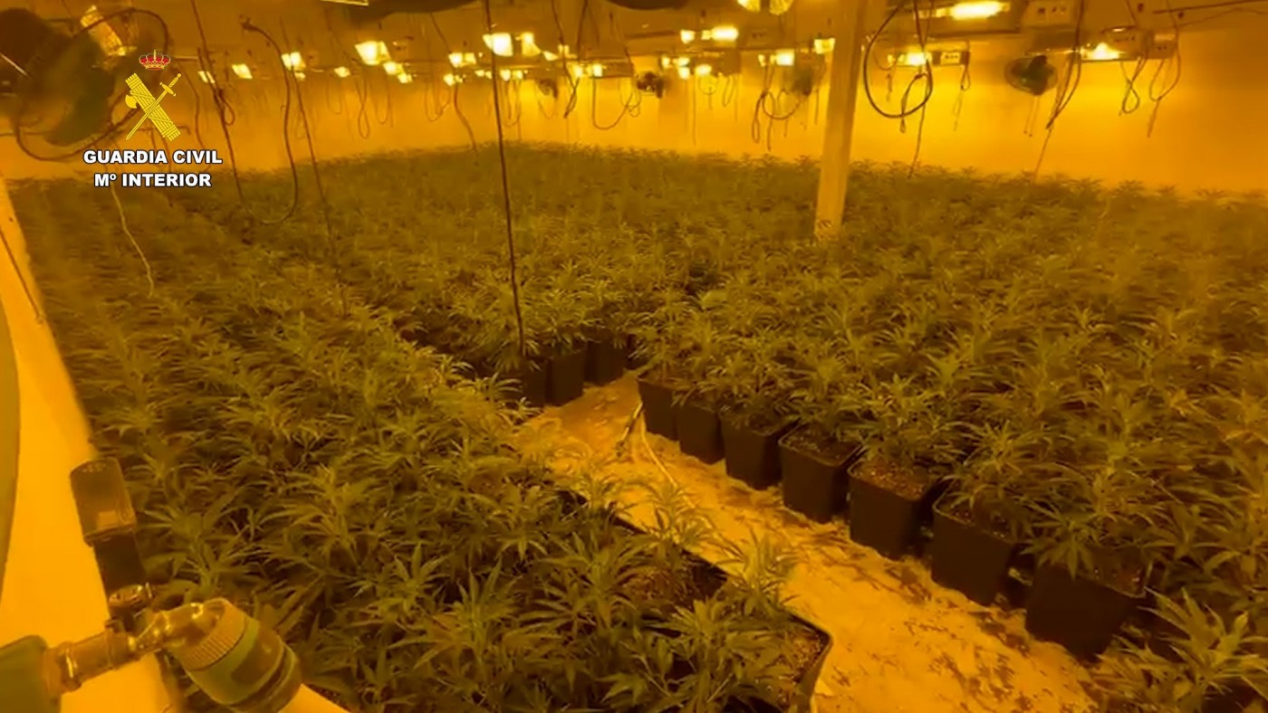 Desmantelan un macrocultivo con 2.000 plantas de marihuana en Totana