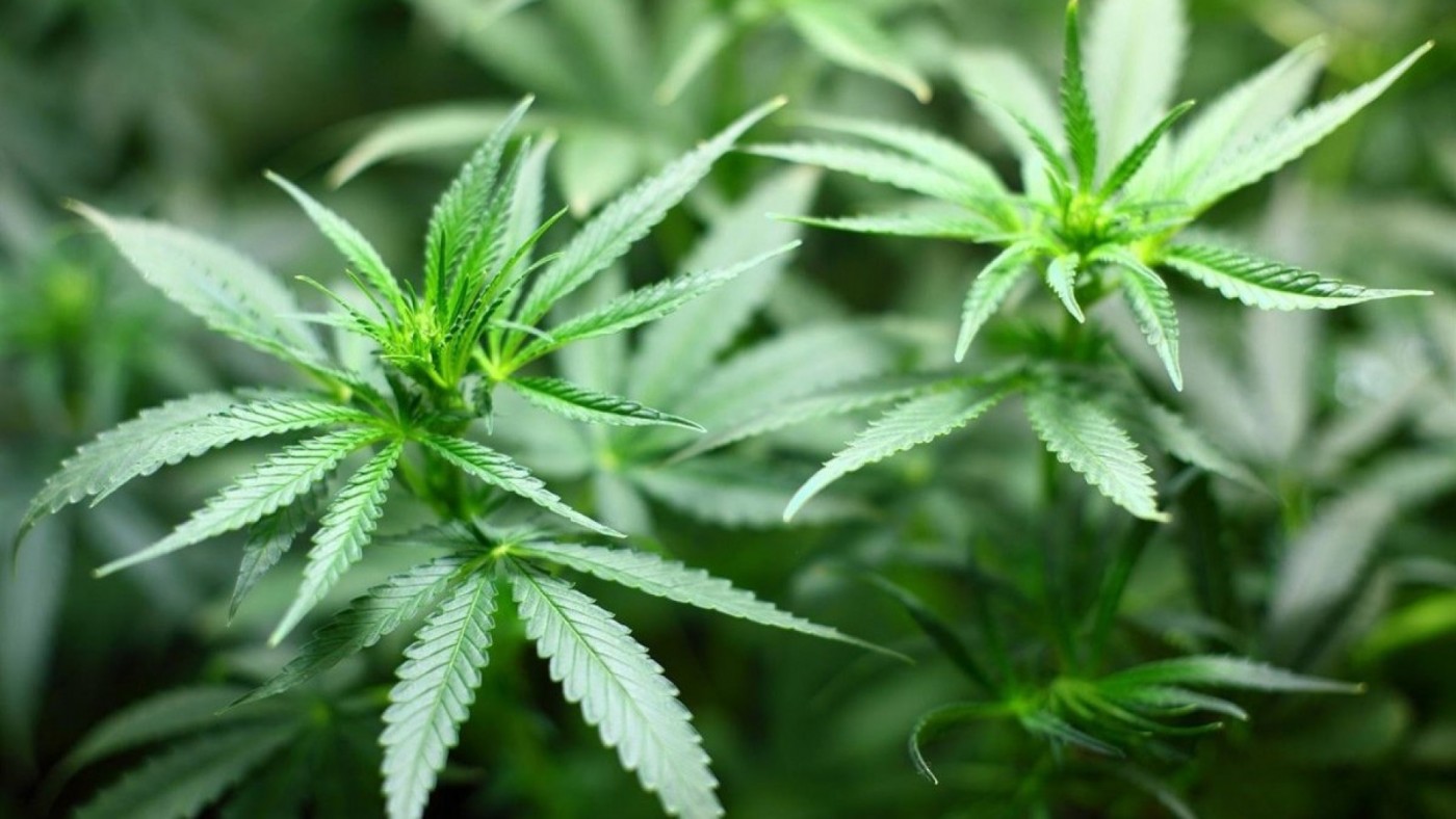 El Gobierno aprueba el uso del cannabis medicinal en hospitales