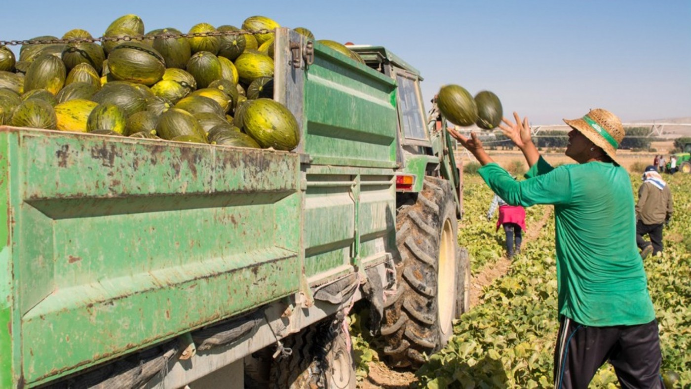 Cae el precio de los melones y las sandías producidos en la Región