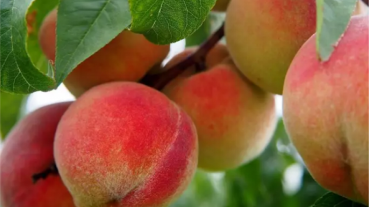 Regional government, Enesa and Agroseguro agree on a new insurance model for stone fruit farmers