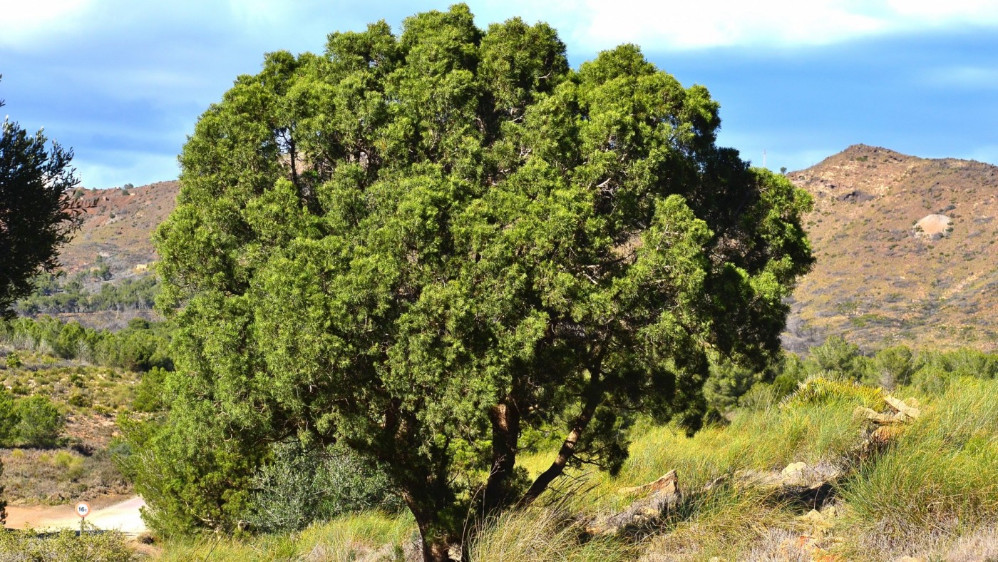 La sabina mora de Calblanque es una de las dos únicas poblaciones silvestre de Europa 