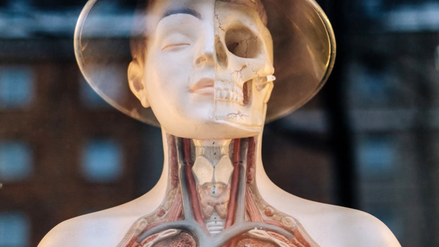 Maqueta de pulmón 