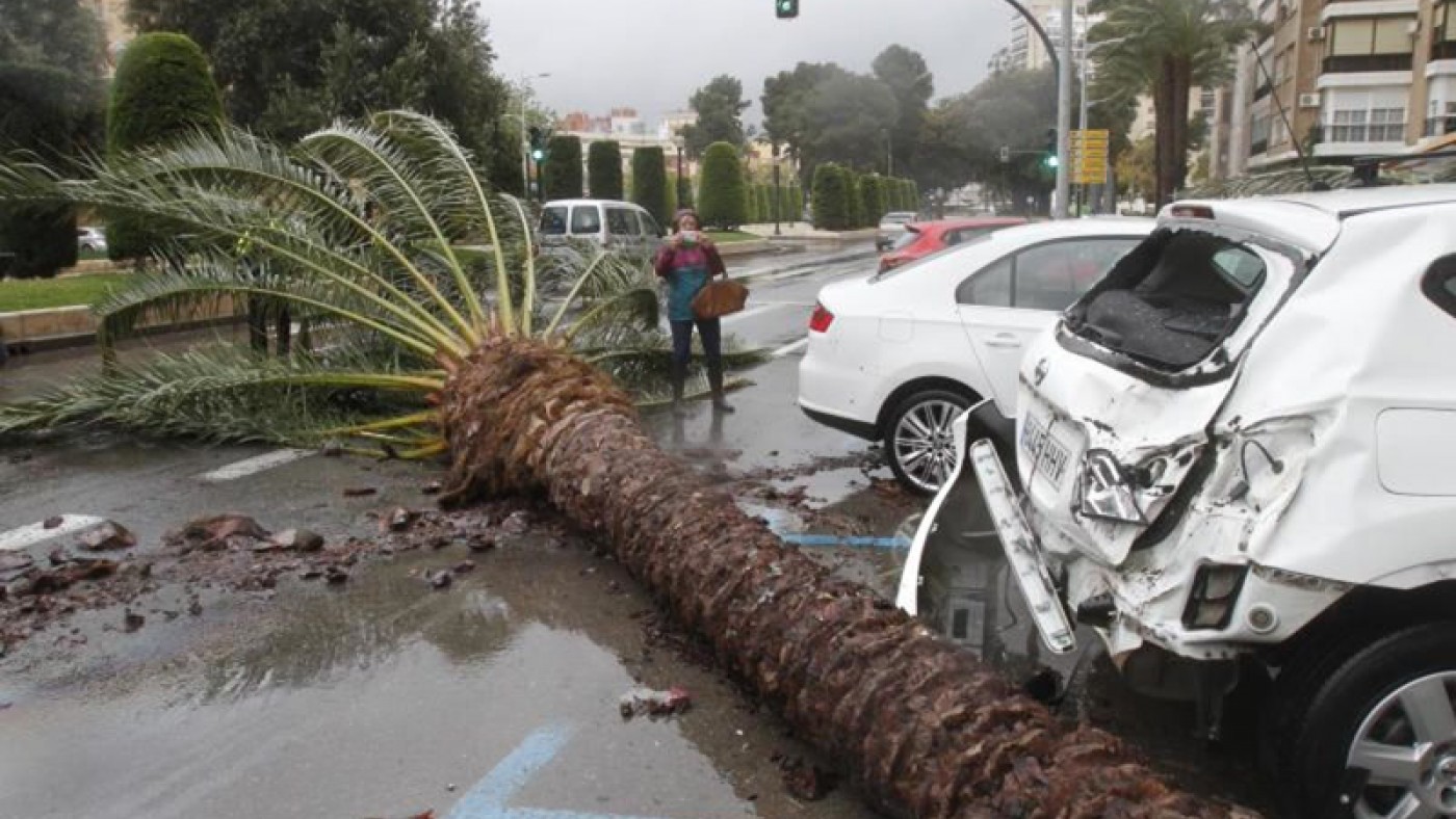 Una palmera ha caído sobre un vehículo aparcado en Cartagena por la fuerza del viento