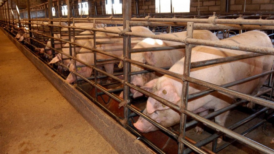 Los ganaderos celebran la bajada de aranceles de China