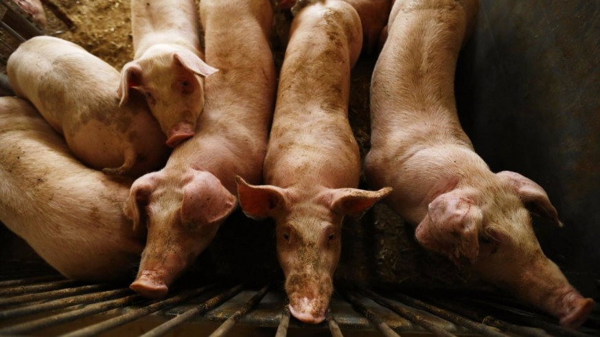Los ganaderos se comprometen a rebajar un 90% los gases de las granjas de porcino
