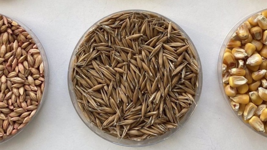 La Magia de las Plantas, con Diego Rivera. Los atlas de semillas