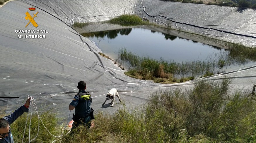 Rescatan a dos perros de un pantano de riego en Totana