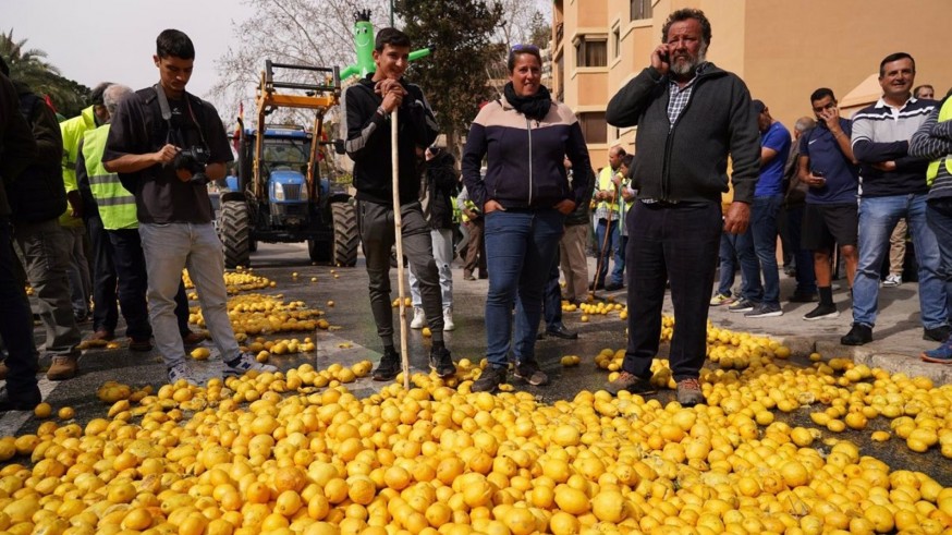 AILIMPO pide un plan de ayudas para arrancar limoneros y equilibrar el mercado