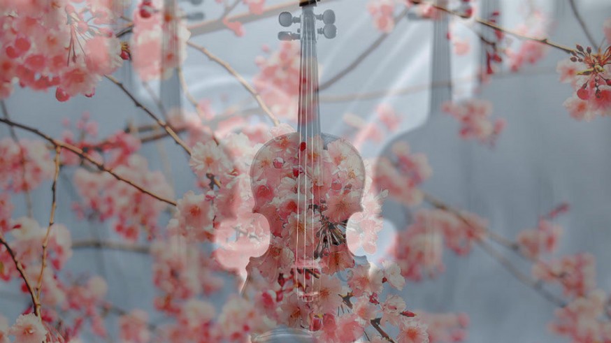 Violines y flores de cerezo