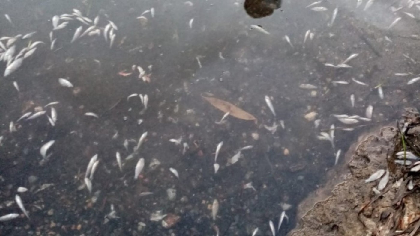 Imagen reciente de peces muertos en el Mar Menor
