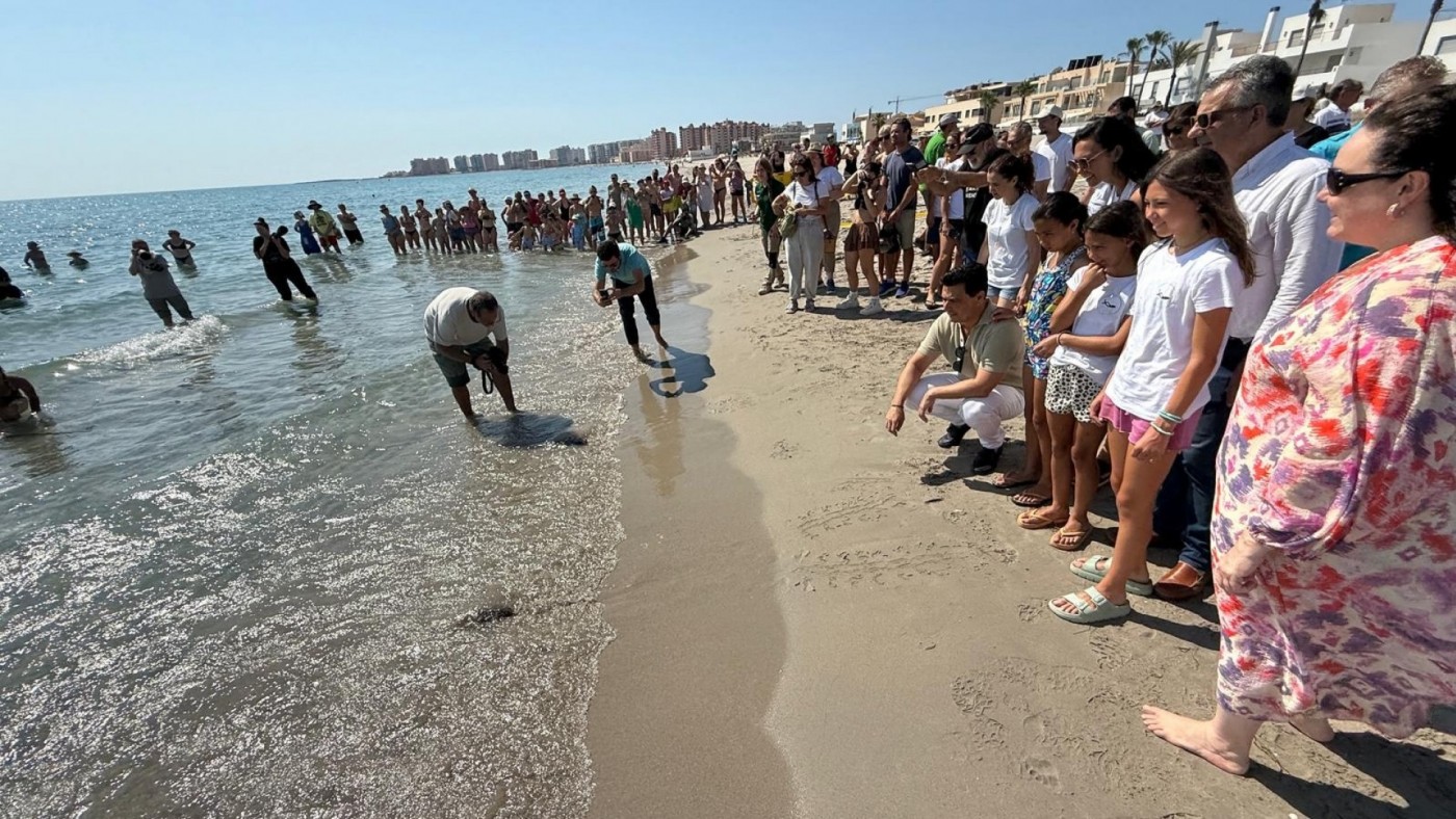 Liberan 30 ejemplares de tortuga boba en la la playa Ensenada del Esparto, en San Javier
