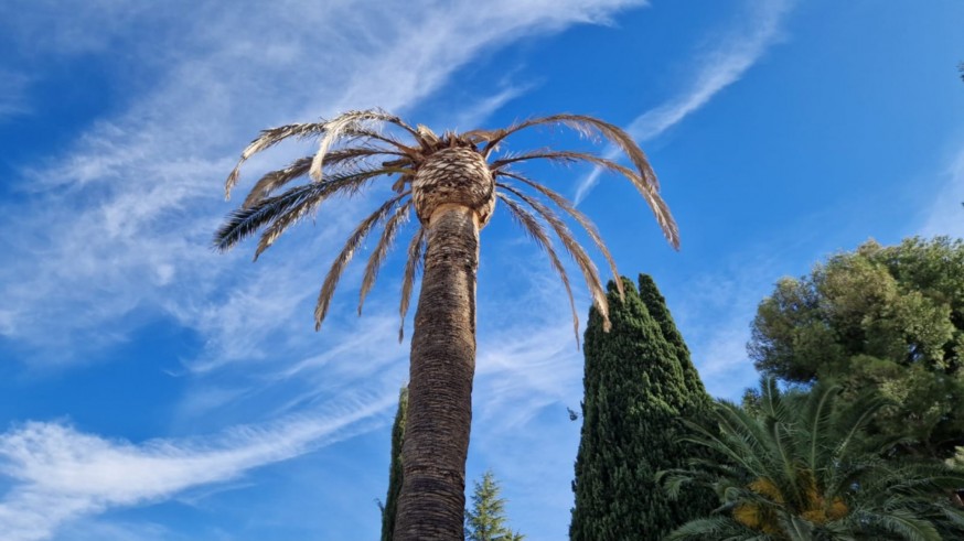 Denuncian la pérdida de palmeras canarias en los jardines de Jumilla