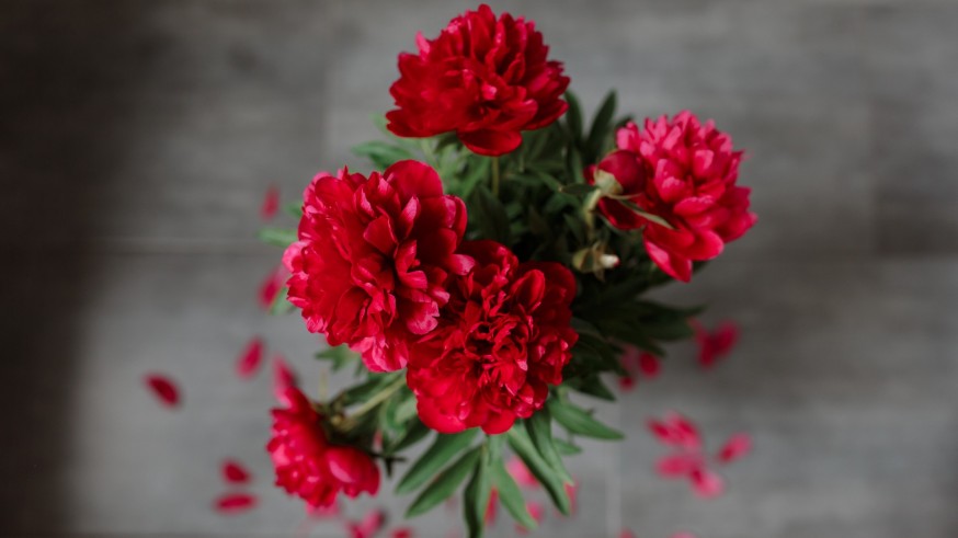 'La magia de las plantas'. Las flores de Los Mayos