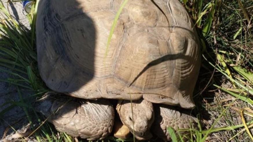 La Policía rescata a una tortuga de 70 kg en la carretera de Javalí Viejo