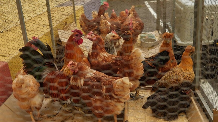 Dos granjas avícolas en Fortuna y Torre Pacheco acumulan 2.150 aves de corral criadas al aire libre 