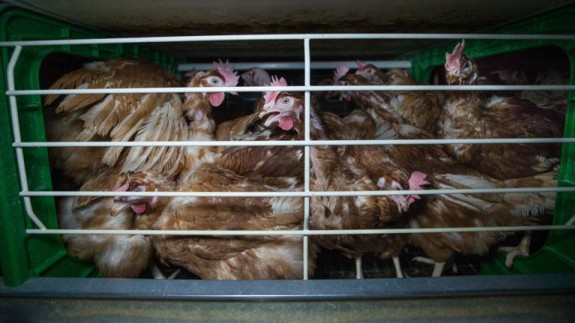 Imagen de una jaula de gallinas ponedoras. IGUALDAD ANIMAL.