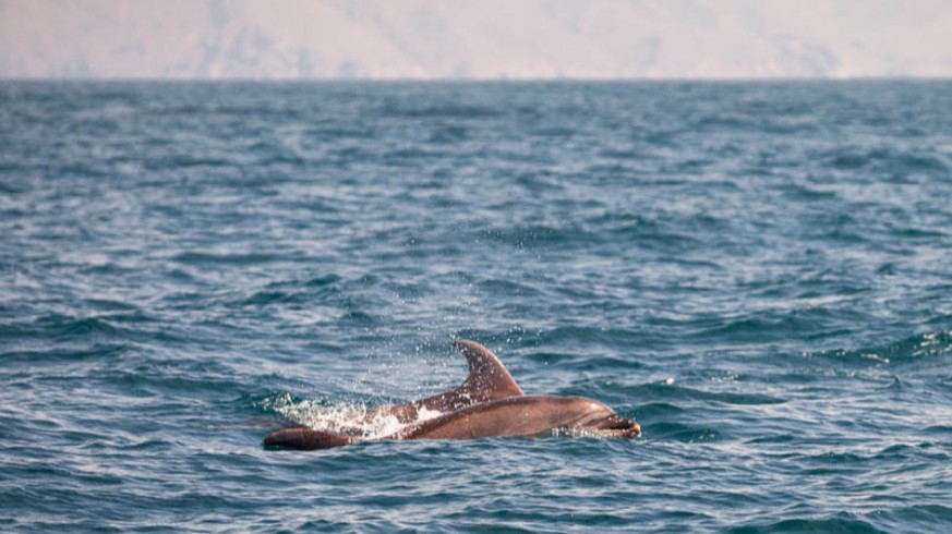 VIVA LA RADIO. Itinerario cultural. Paseando con los delfines por Mazarrón