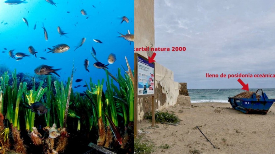 Piden blindar la posidonia en el contrato de limpieza de Cartagena