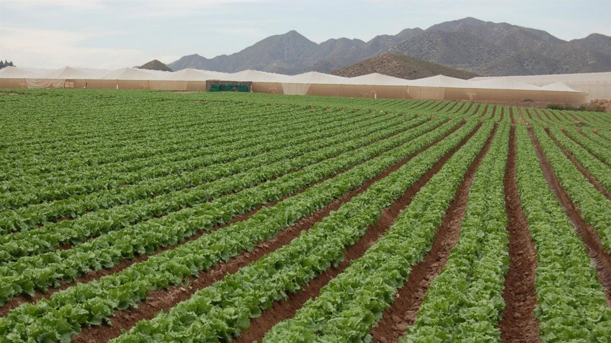 La Región de Murcia paga solo el 17 % de la PAC a los agricultores