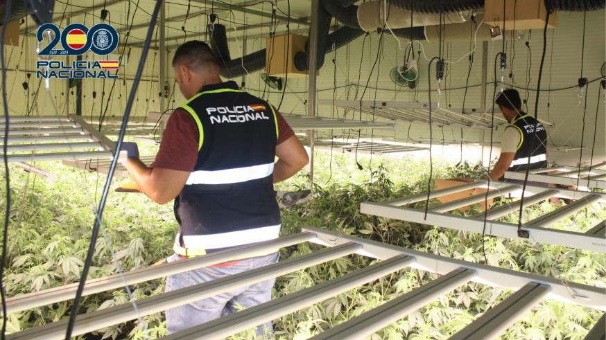Incautadas 4.400 plantas de marihuana en naves industriales de Murcia