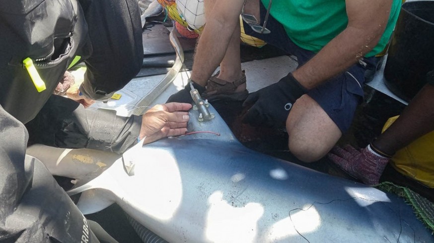 Tiburones en peligro: tres tintoreras, marcadas con satélite en Cartagena para conocer sus rutas