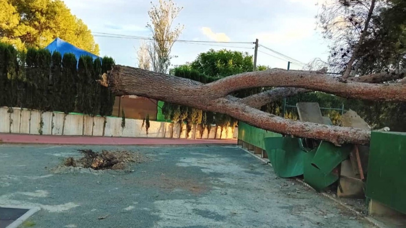 El viento supera los 100 kilómetros por hora en Zarcilla de Ramos y arranca árboles
