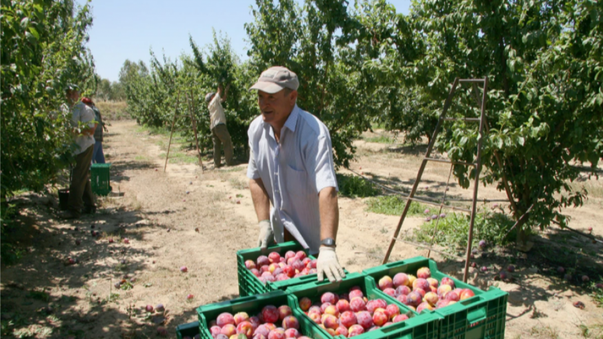 "La subida en el precio de la fruta no va acorde con el esfuerzo salarial que hacemos"