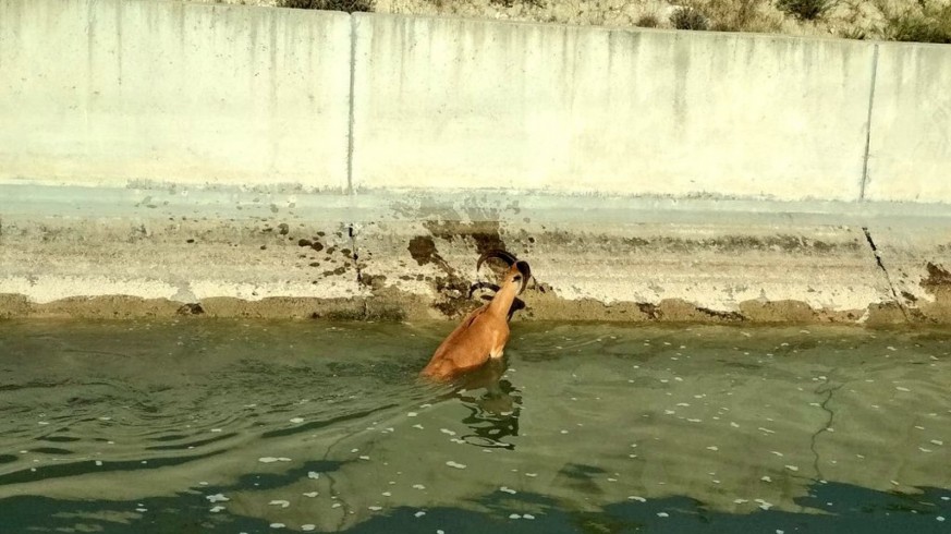 Rescatan a dos ejemplares de arruí caídos al canal del trasvase en Ojós