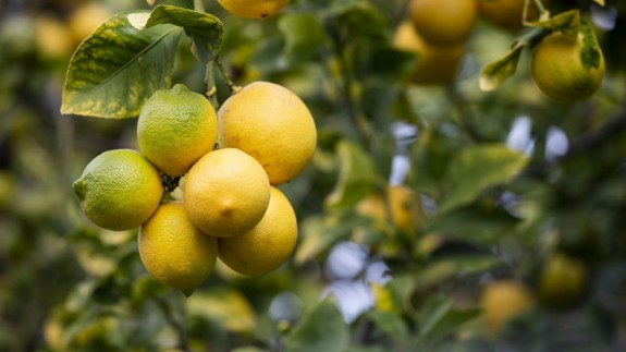 VIVA LA RADIO. "Las exportaciones de limón murciano a EEUU se reducirán a cero si el arancel se hace efectivo"
