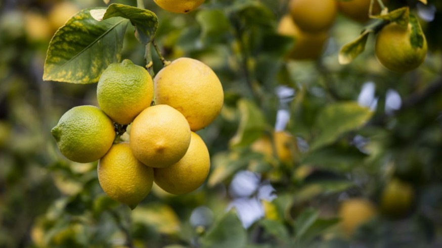 VIVA LA RADIO. "Las exportaciones de limón murciano a EEUU se reducirán a cero si el arancel se hace efectivo"