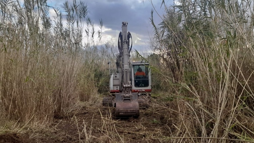 La CHS elimina las cañas en la ribera del río a su paso por Archena