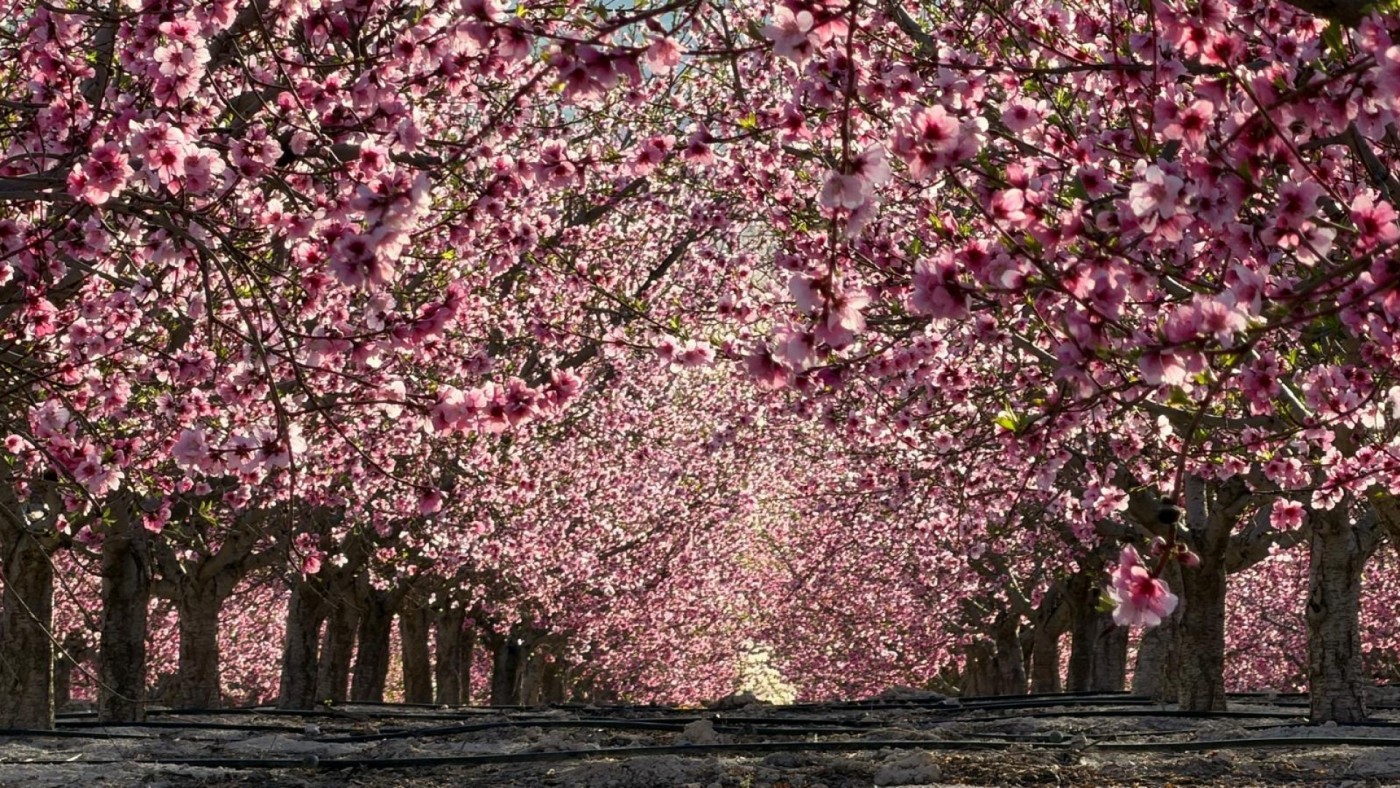 Las lluvias dejan 60 litros en la Vega Alta y benefician a la fruta de hueso