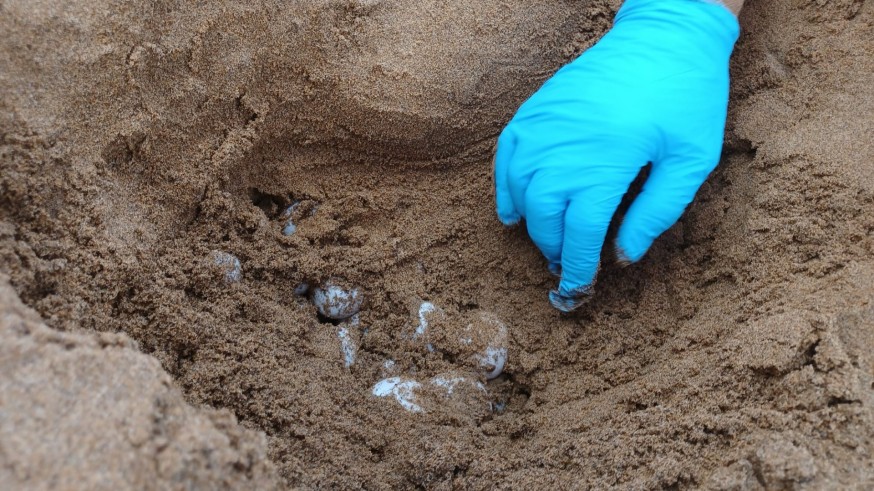 Una segunda tortuga boba nidifica y pone 117 huevos en la playa Negrete del Parque Regional de Calblanque 