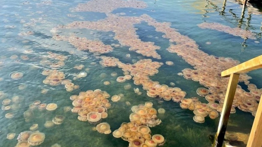 Las medusas invaden las playas de Los Urrutias, en el Mar Menor