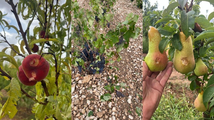 UPA-Murcia reclama ayudas directas para los agricultores afectados por las tormentas en la Región