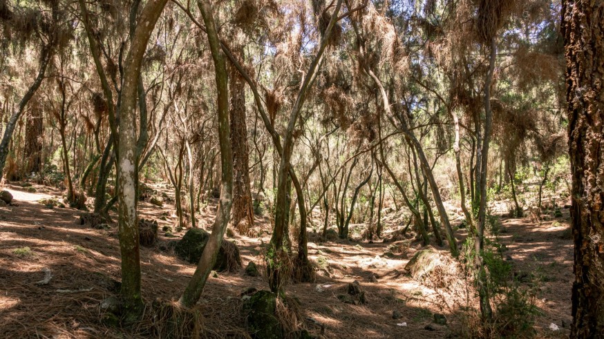 Murcia celebra el Día Internacional de los Bosques con un plan de choque frente a la sequía