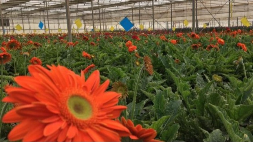 La campaña de flor cortada en Canara supera los dos millones de tallos pese a las inclemencias