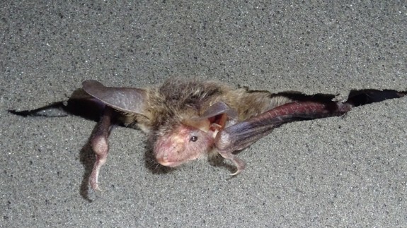 LA ÚLTIMA NOCHE. Dos nuevas especies de murciélagos conviven en nuestra Región
