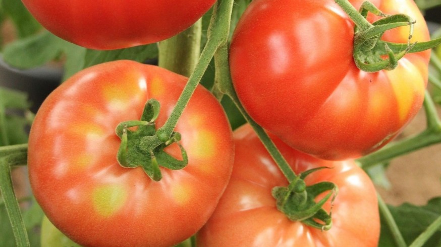 La Academia en Tarde Abierta. Con Alberto Requena hablamos de los tomates