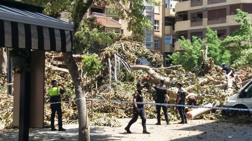 VÍDEO Los ciudadanos se lanzan a salvar a posibles atrapados tras desplomarse un ficus en Murcia